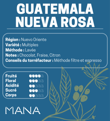 Guatemala - Nueva rosa